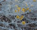 Achillea maritima